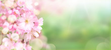 Pink Cherry Tree Blossom Flowers Blooming In Springtime Against A Natural Sunny Blurred Garden Banner Background Of Green And White Bokeh.