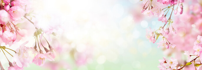 Wall Mural - pink cherry tree blossom flowers blooming in springtime against a natural sunny blurred garden banne