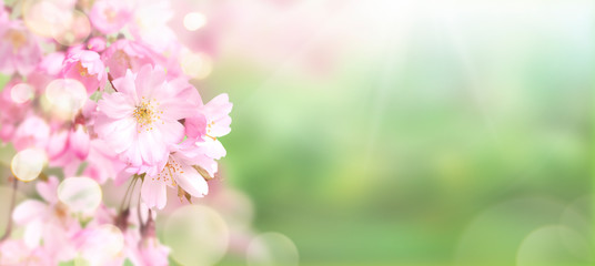 Wall Mural - pink cherry tree blossom flowers blooming in springtime against a natural sunny blurred garden banne
