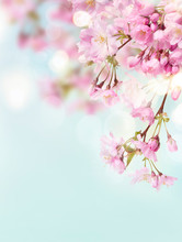 A Portrait Image Of Pink Cherry Tree Blossom Flowers Blooming In Springtime Against A Natural Sunny Blurred Garden Background Of Blue And White Bokeh.