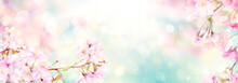 Pink Cherry Tree Blossom Flowers Blooming In Spring, Easter Time Against A Natural Sunny Blurred Garden Banner Background Of Blue, Yellow And White Bokeh.