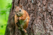 Red Squirrel Standing On The Branch Of A Tree In A Forest. The Red Squirrel Or Eurasian Red Squirrel (Sciurus Vulgaris) Is A Species Of Tree Squirrel In The Genus Sciurus Common Throughout Eurasia. 