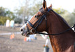 © acceptfoto - Head shot profile of a show jumper horse  on natural background