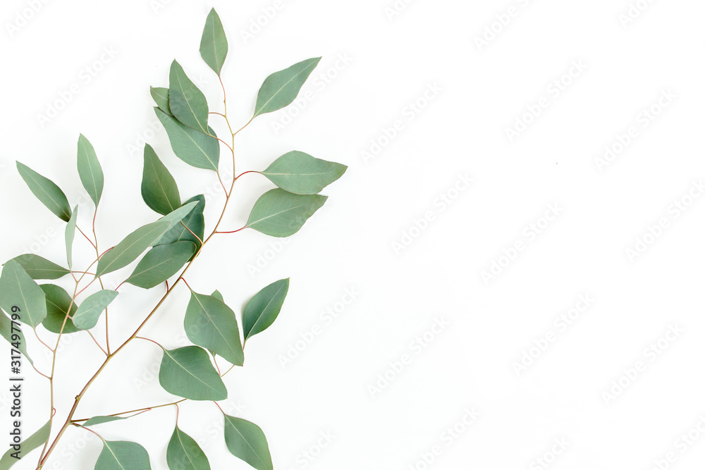Eucalyptus branch isolated on white background. Flat lay, top view. floral concept - obrazy, fototapety, plakaty 