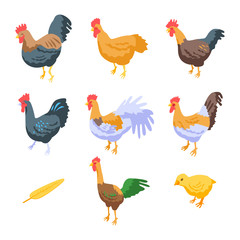 Wall Mural - Rooster icons set. Isometric set of rooster vector icons for web design isolated on white background