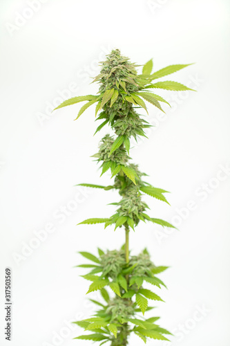 Fotomural Cannabis branch flowering almost harvest ready on white background