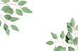 Leinwandbild Motiv Leaves eucalyptus frame borders on white background with empty space for text. Flat lay, top view. floral concept
