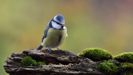 eurasian blue tit (cyanistes caeruleus / parus caeruleus) perched on tree stump in forest and flying