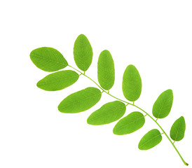 linden spring green leaf branch isolated on white background