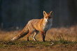 © PHOTOLIFESTYLE - Red fox closeup stock photo.
