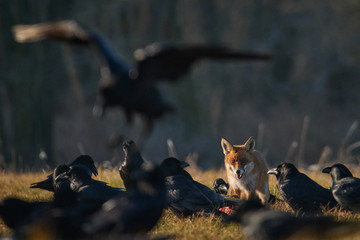 Wall Mural - hunting fox surrounded by ravens
