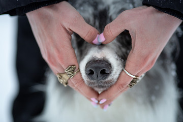 Wall Mural - hands and nose of the dog. Black nose in winter.