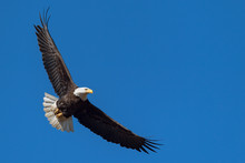 A Majestic American Bald Eagle In Flight Against A Blue Sky.