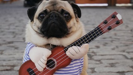 Wall Mural - Cute funny pug earning with playing music on guitar on the city street, close-up portrait in slow motion, dog in costume, shaking fur