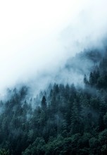 Green Forest In The Mountains Covered With Dense Fog