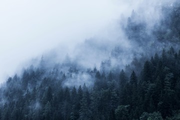  zielony las w górach porośnięty gęstą mgłą