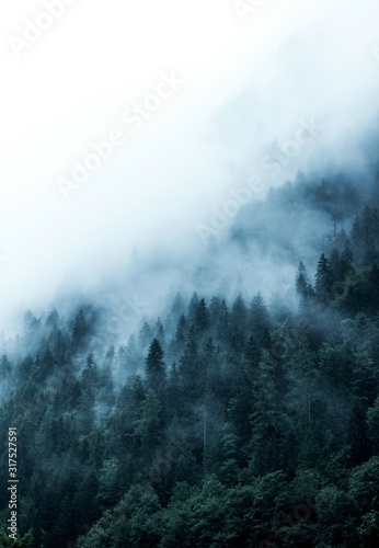 Dekoracja na wymiar  zielony-las-w-gorach-pokryty-gesta-mgla