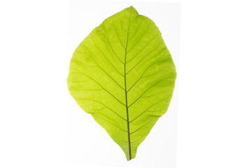 Green leaf texture white background