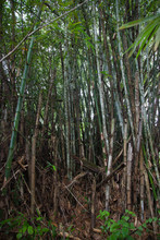 A Thicket Of Rain Forest Bamboo On A Clear Sunny Day With Clinging Seaweed At The Bottom. The Nature Of The Subtropics, The World Tourism.