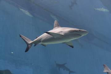 Wall Mural - Marine life, shark swimming in water with an underwater environment