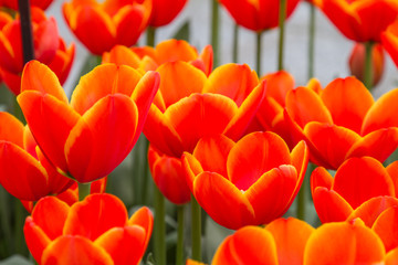 Close-up of tulips in red, yellow and orange