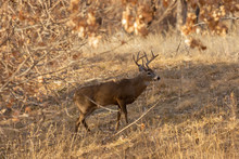 Buck Whitetail Deer During The Fall Rut In Colorado