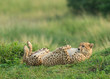 © amit - Mother Cheetah lying on her back at Masai Mara, Kenya, Africa