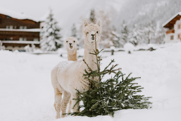 Alpaca farm