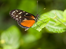 Beautiful Golden Helicon Butterfly (Heliconius Hecale)