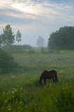 Fototapeta Konie - Horse grazing in the meadow on a misty day