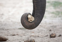 Close-up Of An Asian Elephant