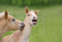Two Funny Haflinger Horses Foals Playing Side By Side In A Green Grass Meadow