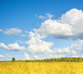 Wall Mural - Field and forest, sky with clouds.