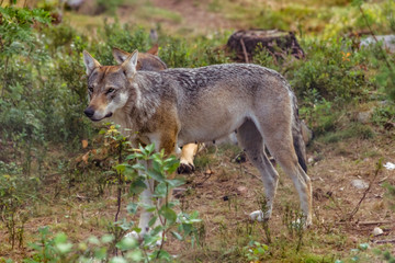  Wolf female attentively in a Swedish forest