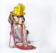 Mardi Gras Puppy With Long Ears In Multi-colored Beads And Carnival Hat On White Background