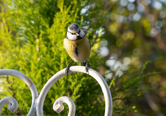 tit on the chair in the garden