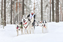 Siberian Husky Sled Dog Racing