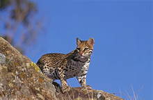 OCELOT Leopardus Pardalis