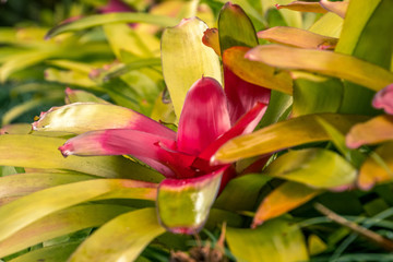 two lilies in the garden