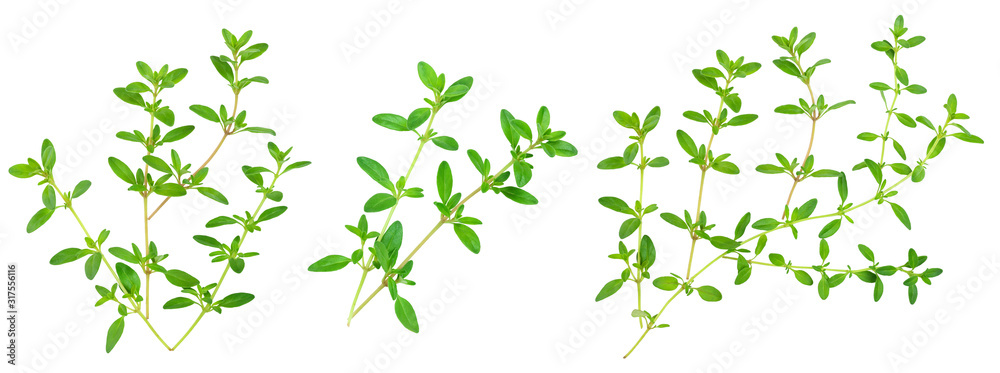 Fresh thyme spice isolated on white background, Top view. Flat lay. - obrazy, fototapety, plakaty 