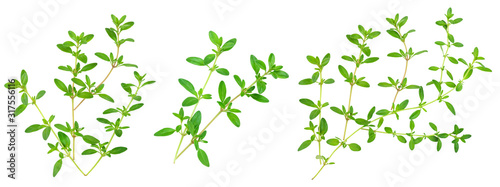 Fotomural Fresh thyme spice isolated on white background, Top view