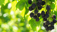 Branch Of Ripe Blackberries In A Garden