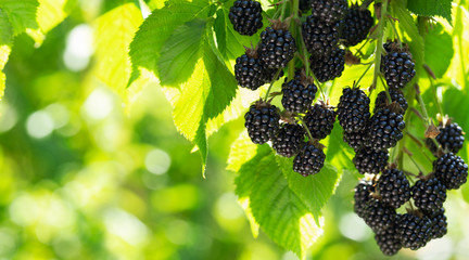 branch of ripe blackberries in a garden