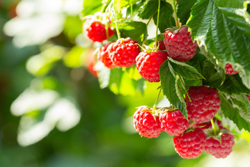 Canvas Print - branch of ripe raspberries in a garden