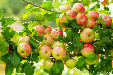 branch of ripe apples on a tree