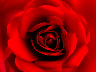 Sticker - Rote Rose Close-up