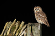 Tawny Owl (Strix aluco) perched on a dry stone wall in farmland at night