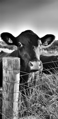 cows in field