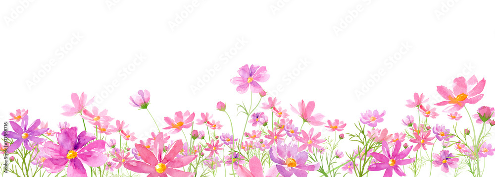 満開のコスモス畑の水彩イラスト Kwiaty Plakaty Ecowall24 Pl