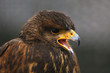 © acceptfoto - Photo of a Harris's hawk headshot portrait close up